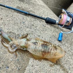 エギング絶好調！